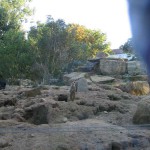 Erdmännchen aus Janniks Sicht ...