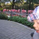 Flamingos aus Janniks Sicht ...