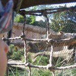 Löwe aus Janniks Sicht ...